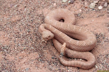 Midget faded rattlesnake colorado